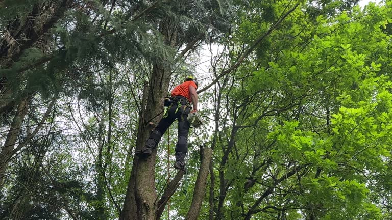 Trusted Kingston, NJ Tree Care Services Experts